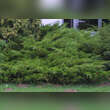 Juniperus pfitzeriana 'Mint Julep': Bild 3/3