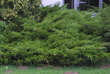 Juniperus pfitzeriana 'Mint Julep': Bild 3/3