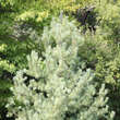 Pinus wallichiana: Bild 5/5