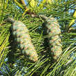 Pinus wallichiana: Bild 3/5