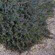 Juniperus horizontalis 'Blue Chip': Bild 3/4