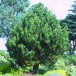 Pinus heldreichii 'Compact Gem': Bild 3/4