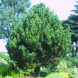 Pinus heldreichii 'Compact Gem': Bild 3/4