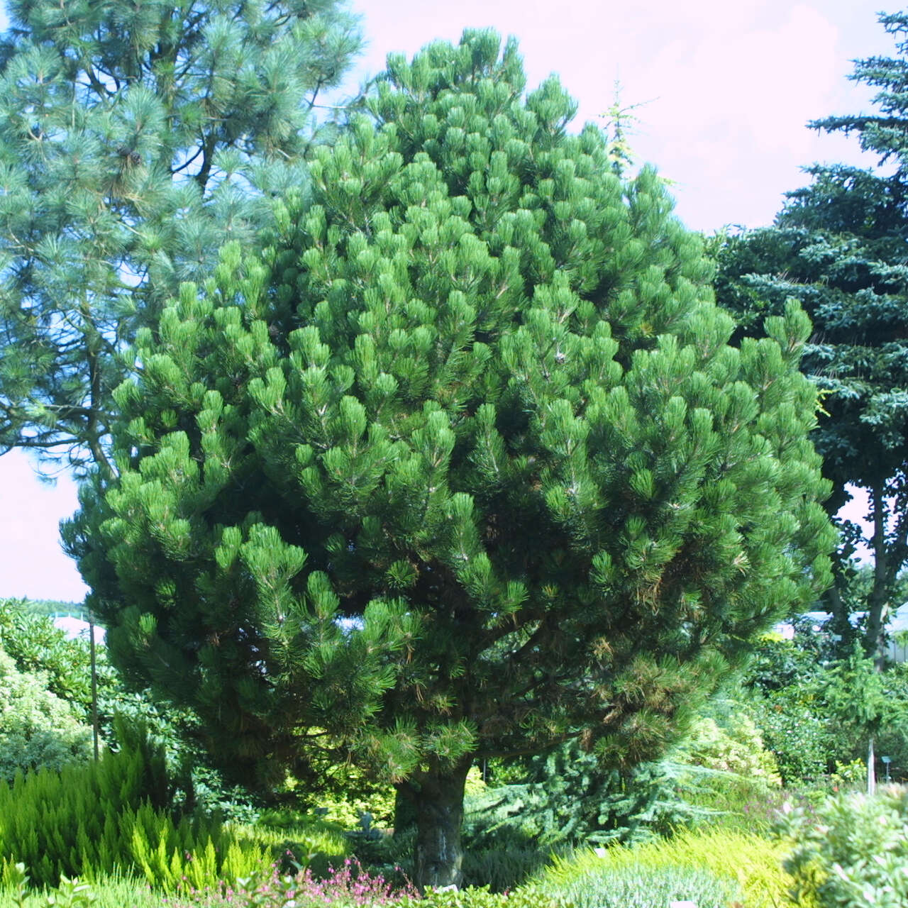kugel-schlangenhautkiefer-pinus-heldreichii-compact-gem-gr-n