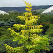 Metasequoia glyptostroboides 'Goldrush': Bild 5/5
