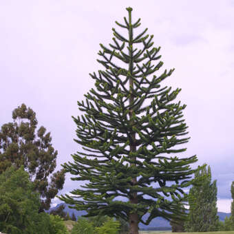 Araucaria araucana