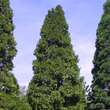 Calocedrus decurrens: Bild 3/3