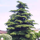 Cedrus deodara - Himalajazeder