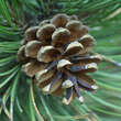 Pinus nigra austriaca: Bild 2/10