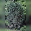 Juniperus chinensis 'Blaauw': Bild 3/3
