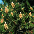 Pinus mugo: Bild 3/4