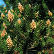 Pinus mugo: Bild 3/4