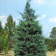 Juniperus virginiana 'Glauca': Bild 2/4