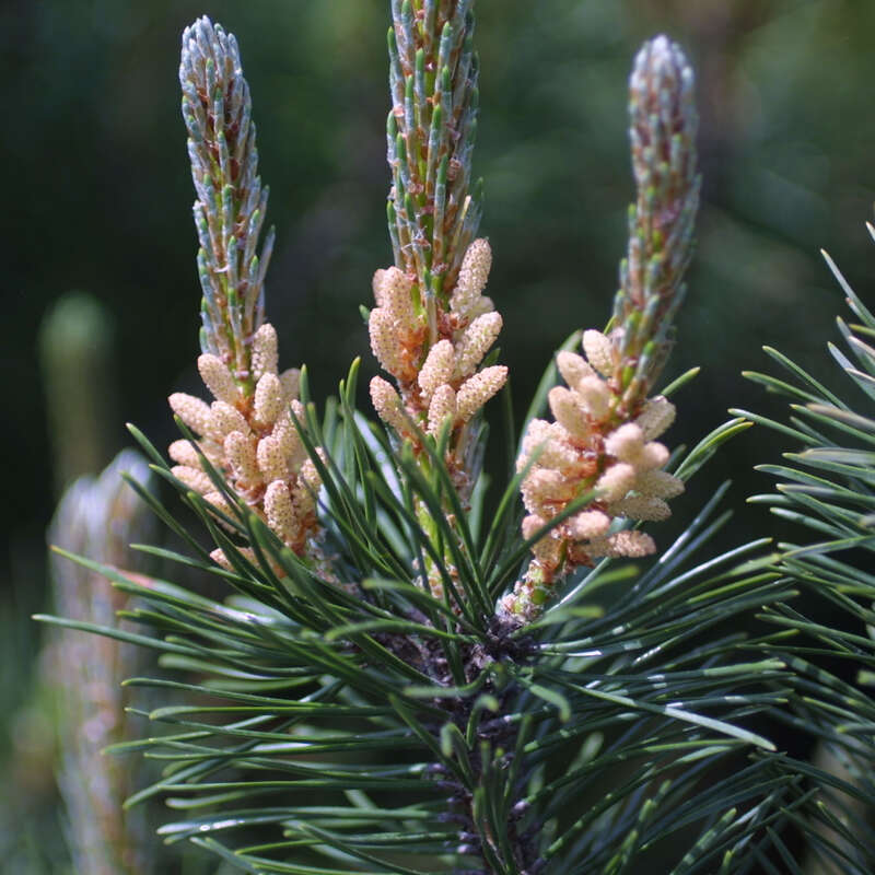 Hohe Bergkiefer, Latsche Pinus mugo
