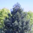 Sequoiadendron giganteum 'Glaucum': Bild 3/3