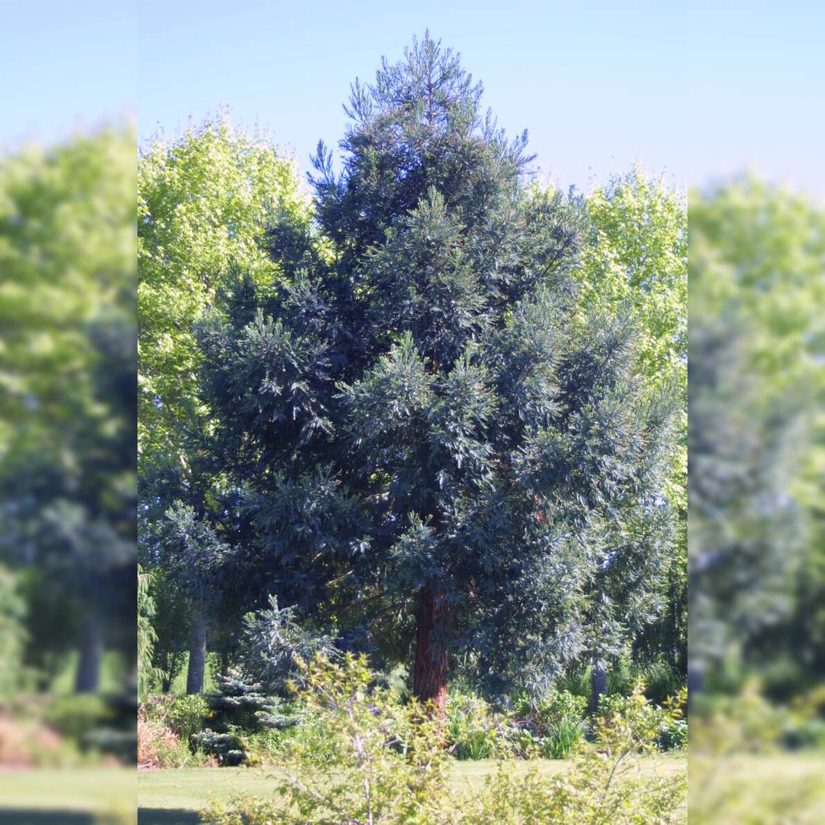 Blauer Mammutbaum Sequoiadendron Giganteum Glaucum Grau silbrig blauer-mammutbaum-sequoiadendron-giganteum-glaucum-grau-silbrig