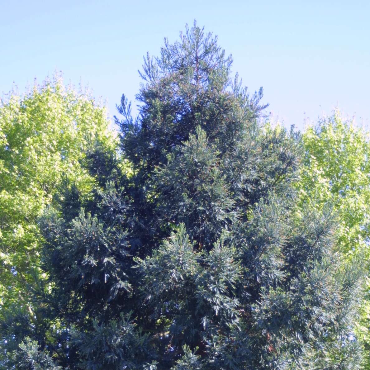 Blauer Mammutbaum Sequoiadendron Giganteum Glaucum Grau silbrig blauer-mammutbaum-sequoiadendron-giganteum-glaucum-grau-silbrig