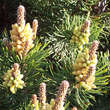 Pinus mugo 'Mops': Bild 2/2