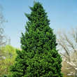 Juniperus chinensis 'Keteleeri': Bild 4/4