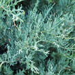 Juniperus virginiana 'Glauca': Bild 3/4