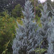 Juniperus scopulorum 'Springbank': Bild 2/2