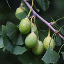 Ginkgo biloba - Ginkgo, Fächerblattbaum