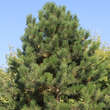 Pinus nigra austriaca: Bild 9/10