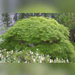 Acer palmatum 'Dissectum': Bild 8/9