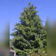 Pinus wallichiana: Bild 4/5