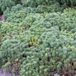 Pinus mugo pumilio: Bild 2/4