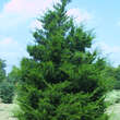 Juniperus virginiana 'Canaertii': Bild 5/5