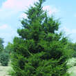 Juniperus virginiana 'Canaertii': Bild 5/5