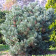 Pinus sylvestris 'Watereri': Bild 4/4
