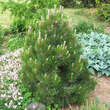 Pinus heldreichii 'Compact Gem': Bild 4/4