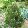 Pinus heldreichii 'Compact Gem': Bild 4/4