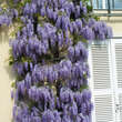 Wisteria sinensis 'Prolific': Bild 10/10