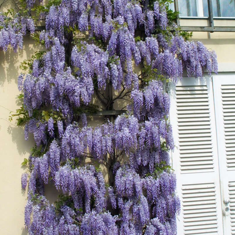 Blauregen Wisteria Sinensis Prolific