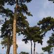 Pinus nigra austriaca: Bild 5/10