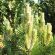 Pinus nigra 'Nana': Bild 2/4