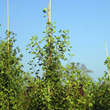 Ginkgo biloba 'Autumn Gold': Bild 5/5