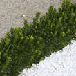 Buxus sempervirens 'Blauer Heinz': Bild 7/9