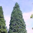 Sequoiadendron giganteum 'Glaucum': Bild 2/3