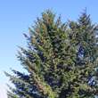 Pseudotsuga menziesii: Bild 4/4