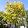 Ginkgo biloba: Bild 5/12