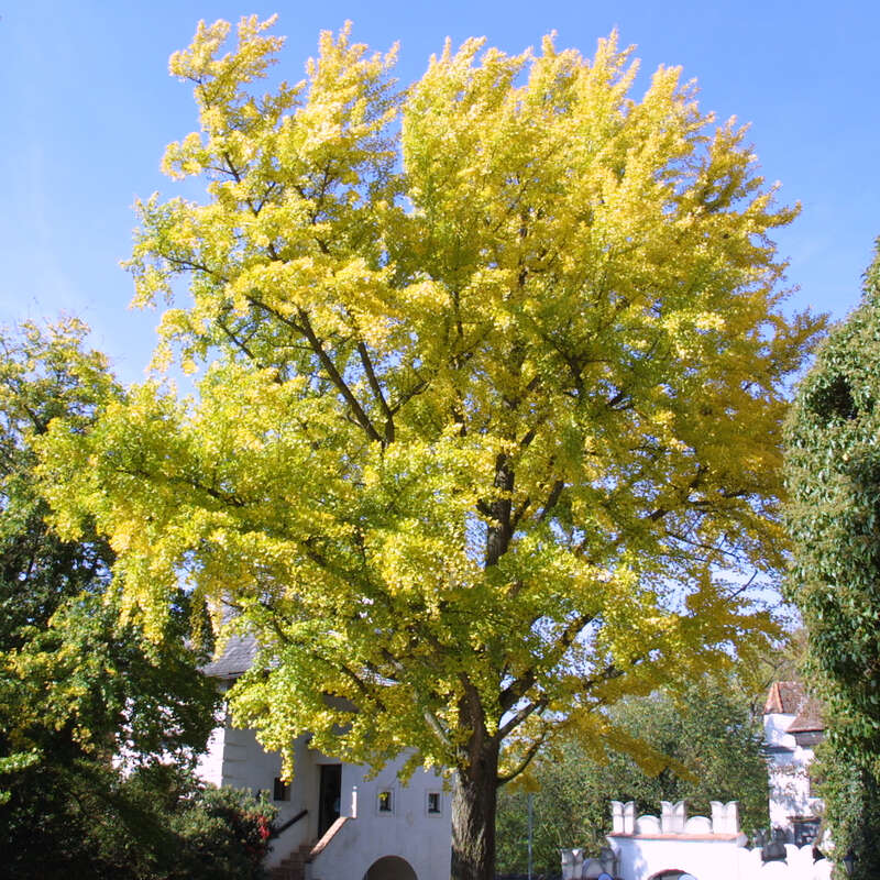 Ginkgo, Fächerblattbaum Ginkgo biloba
