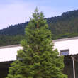 Sequoiadendron giganteum: Bild 7/8