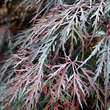 Acer palmatum 'Inaba-shidare': Bild 2/4