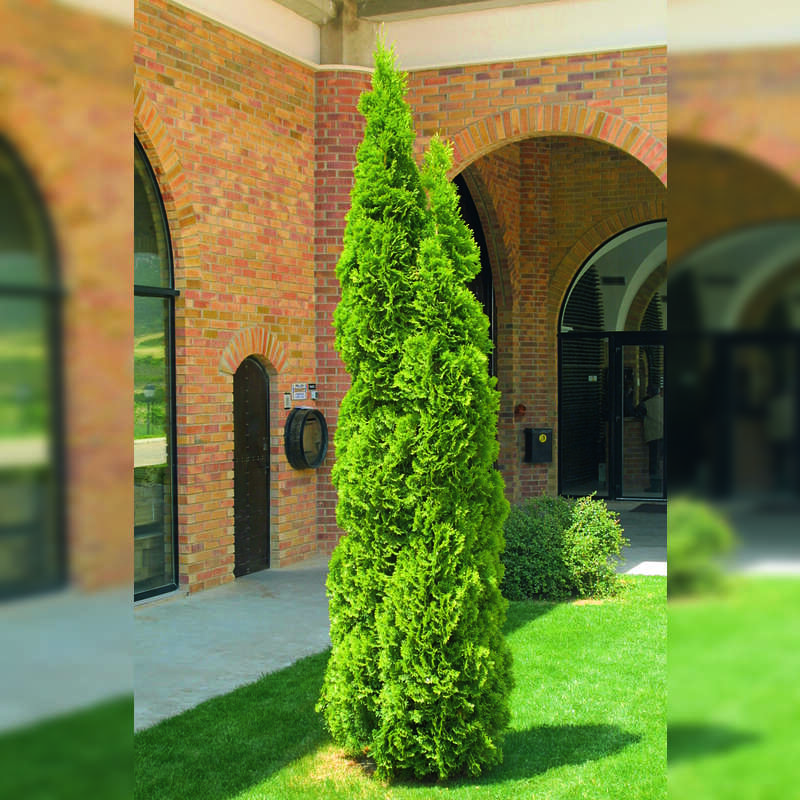 Smaragd-Sulenthuje - Thuja occidentalis 'Smaragd' - grn