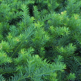 thuja extern für was Pflüger Thuja extern Tinktur Thuja occidentalis Urtinktur, 20 ml main image 0