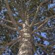 Pinus nigra austriaca: Bild 6/10